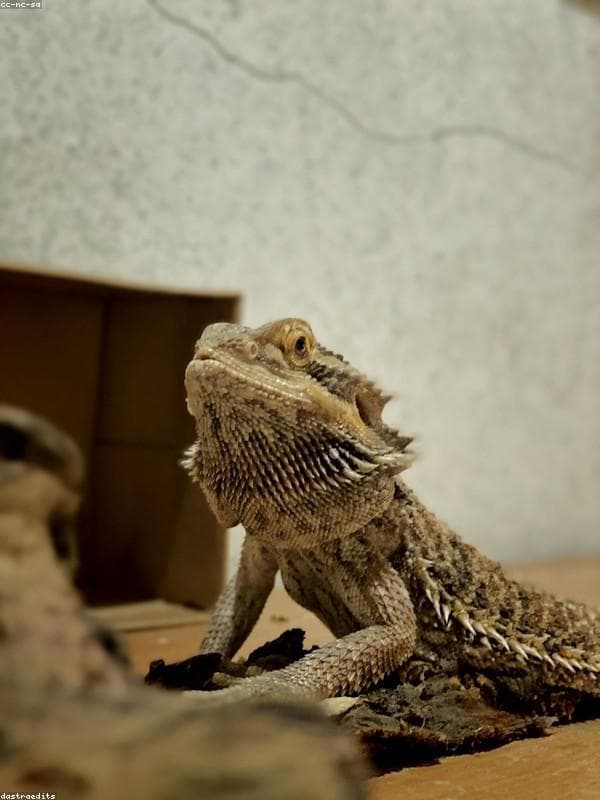 Bearded Dragon