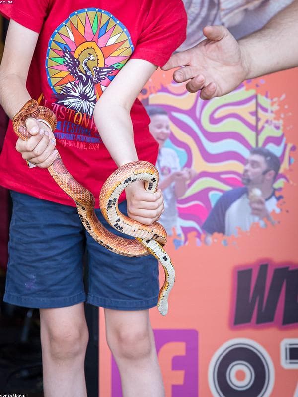 Corn Snake