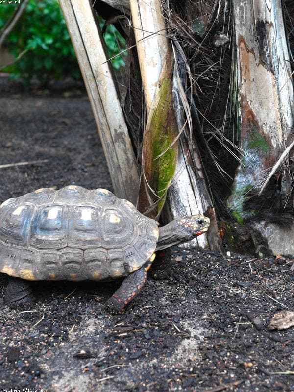 Hermann's Tortoise