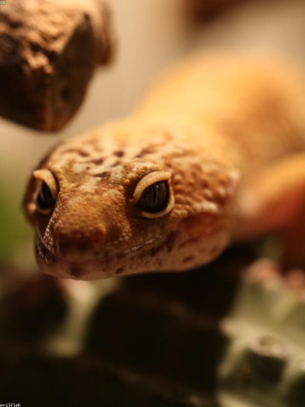 Leopard Gecko